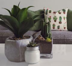 Unsplash succulents on coffee table