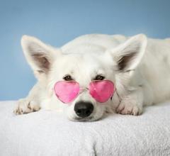 Dog wearing pink shades