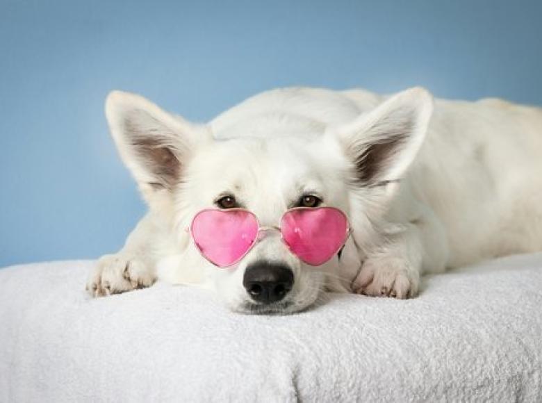 Dog wearing pink shades