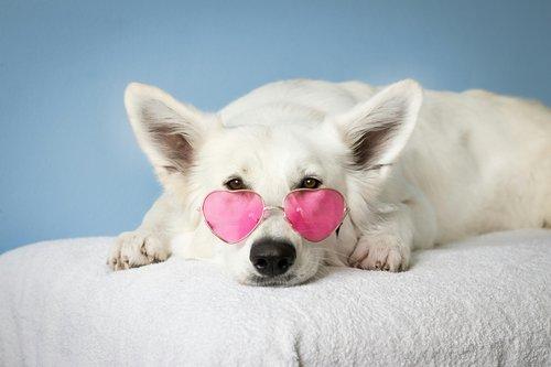 Dog wearing pink shades